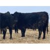 Image 4 : Lazy T Ranch - 25 Black/Black X Bred Heifers (Indian Head, SK) VBP+