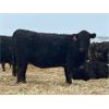 Image 5 : Lazy T Ranch - 25 Black/Black X Bred Heifers (Indian Head, SK) VBP+