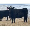 Image 6 : Lazy T Ranch - 25 Black/Black X Bred Heifers (Indian Head, SK) VBP+