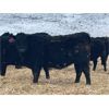 Image 7 : Lazy T Ranch - 25 Black/Black X Bred Heifers (Indian Head, SK) VBP+