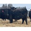 Image 8 : Lazy T Ranch - 25 Black/Black X Bred Heifers (Indian Head, SK) VBP+