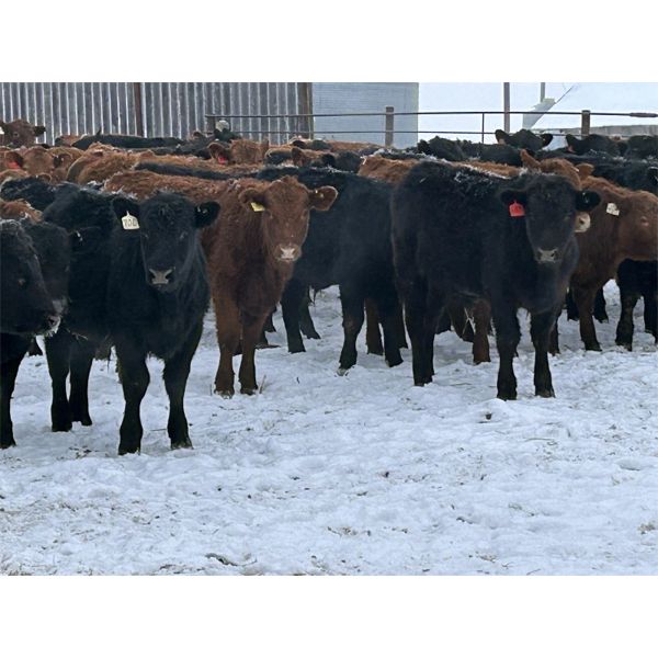 Reid Ranching Cremona - 610# Steers - 100 Head (Cremona, AB)