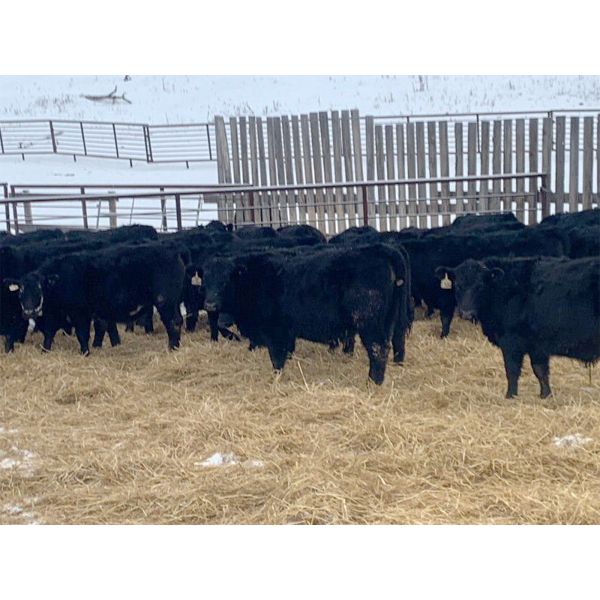 CMT Farms - 775# Steers - 80 Head (Cochin, SK)
