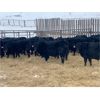 Image 1 : CMT Farms - 775# Steers - 80 Head (Cochin, SK)