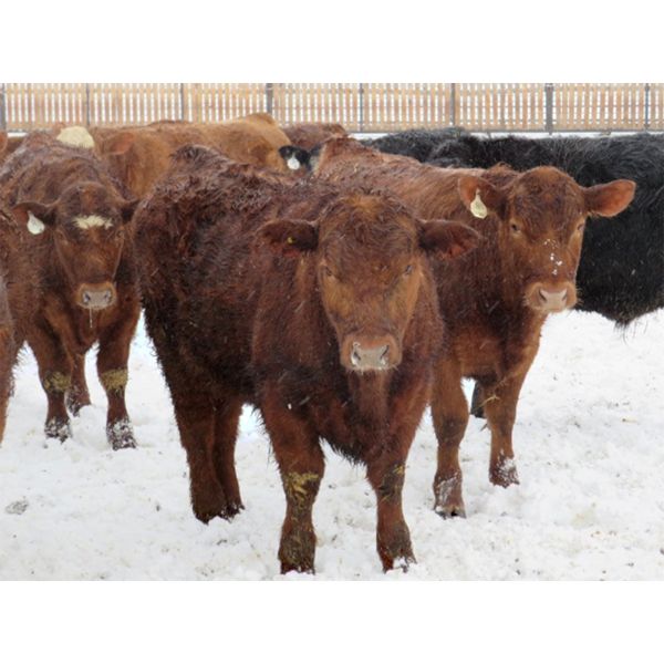 Jeff & Bonnie Resch - 885# Steers - 70 Head (Leader, SK)