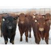 Image 2 : Jeff & Bonnie Resch - 885# Steers - 70 Head (Leader, SK)