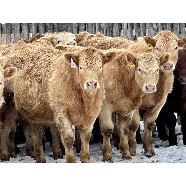 Bar T Farms - 850# Steers - 40 Head (Acme, AB)