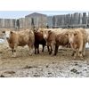 Image 5 : Bar T Farms - 850# Steers - 40 Head (Acme, AB)