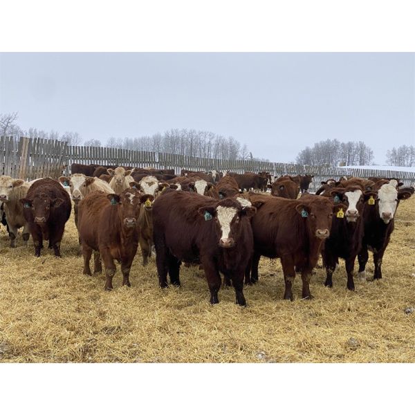 Four Forty Farms - 925# Steers - 67 Head (Eckville, AB)