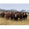 Image 1 : Four Forty Farms - 925# Steers - 67 Head (Eckville, AB)