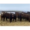 Image 2 : Four Forty Farms - 925# Steers - 67 Head (Eckville, AB)