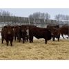 Image 3 : Four Forty Farms - 925# Steers - 67 Head (Eckville, AB)