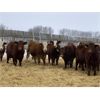 Image 5 : Four Forty Farms - 925# Steers - 67 Head (Eckville, AB)