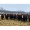 Image 6 : Four Forty Farms - 925# Steers - 67 Head (Eckville, AB)
