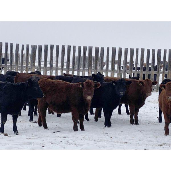 Dwayne Nicolay - 620# Heifers - 65 Head (Rocky Mountain House, AB)