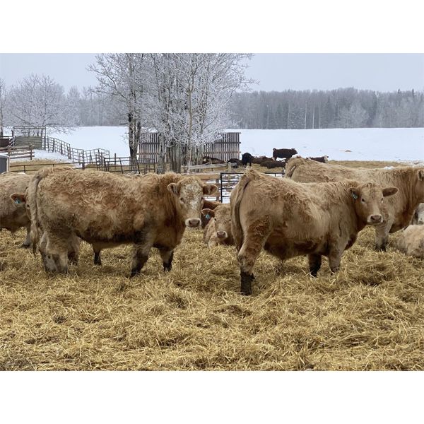 Jason Szymanek  - 850# Steers - 40 Head (Stauffer, AB)