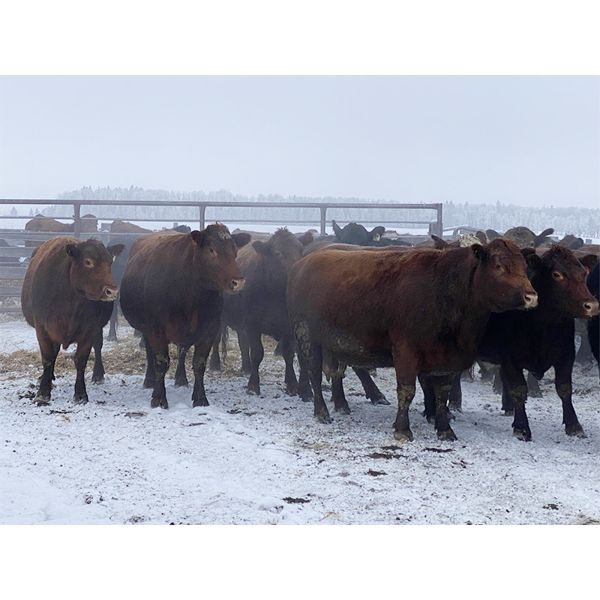 Bruce & Judy Dickson - 1618# Cows - 38 Head (Leslieville, AB)