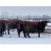 Image 3 : Bruce & Judy Dickson - 1618# Cows - 38 Head (Leslieville, AB)