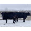 Image 4 : Bruce & Judy Dickson - 1618# Cows - 38 Head (Leslieville, AB)