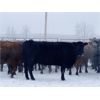 Image 5 : Bruce & Judy Dickson - 1618# Cows - 38 Head (Leslieville, AB)