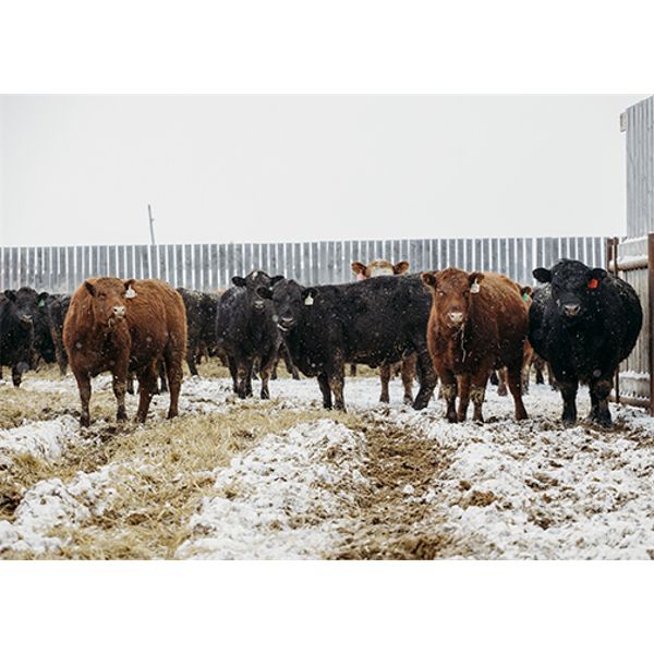 Right Cross Ranch - 950# Yearling Heifers - 224 Head (Kisbey, SK)