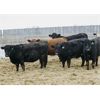 Image 5 : Right Cross Ranch - 950# Yearling Heifers - 224 Head (Kisbey, SK)