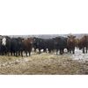 Image 6 : Right Cross Ranch - 950# Yearling Heifers - 224 Head (Kisbey, SK)