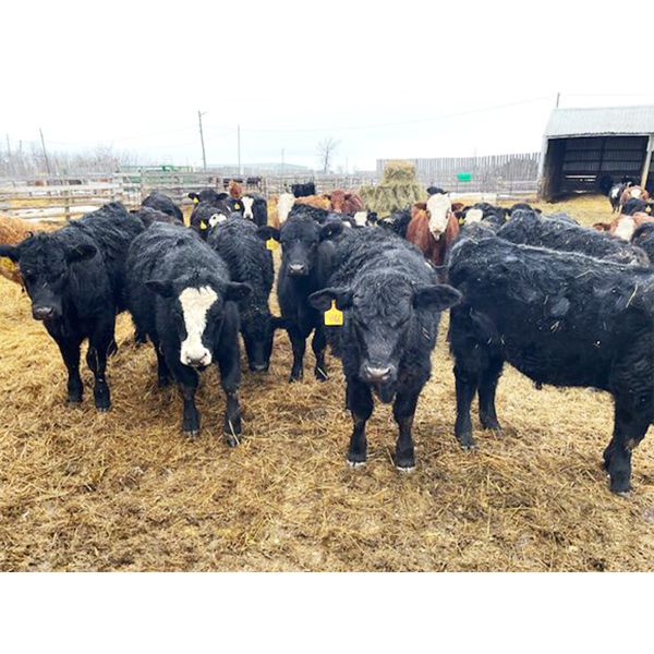 Terry Dayholis - 735# Steers - 82 Head (Amaranth, MB)