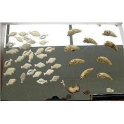 Large collection of "Lucky" halibuts, carved teeth (100)