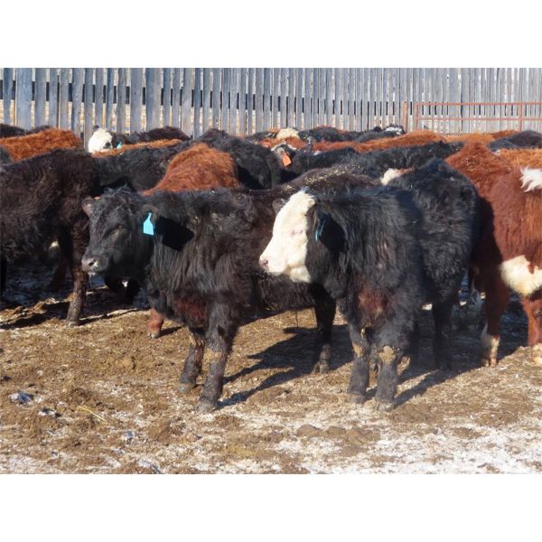 Bezan Cattle Corporation - 600# Steers - 82 Head (Grenfell, SK)