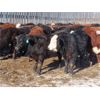 Image 1 : Bezan Cattle Corporation - 600# Steers - 82 Head (Grenfell, SK)