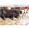 Image 2 : Bezan Cattle Corporation - 600# Steers - 82 Head (Grenfell, SK)