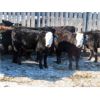 Image 3 : Bezan Cattle Corporation - 600# Steers - 82 Head (Grenfell, SK)