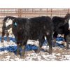 Image 5 : Bezan Cattle Corporation - 600# Steers - 82 Head (Grenfell, SK)