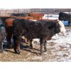 Image 6 : Bezan Cattle Corporation - 600# Steers - 82 Head (Grenfell, SK)