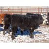 Image 7 : Bezan Cattle Corporation - 600# Steers - 82 Head (Grenfell, SK)