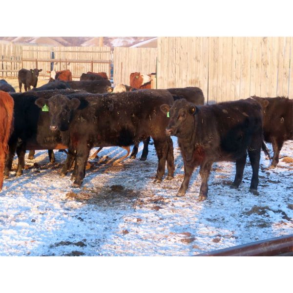 Iron Saddle Ranch - 700# Heifers - 86 Head (Sintaluta, SK)