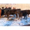 Image 1 : Iron Saddle Ranch - 700# Heifers - 86 Head (Sintaluta, SK)