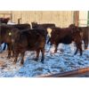 Image 2 : Iron Saddle Ranch - 700# Heifers - 86 Head (Sintaluta, SK)