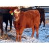Image 5 : Iron Saddle Ranch - 700# Heifers - 86 Head (Sintaluta, SK)