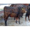 Image 7 : Iron Saddle Ranch - 700# Heifers - 86 Head (Sintaluta, SK)