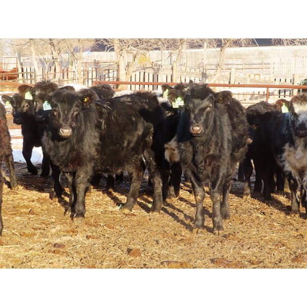 Tom Harrison - 625# Heifers - 70 Head (Silton, SK)