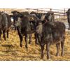 Image 2 : Tom Harrison - 625# Heifers - 70 Head (Silton, SK)