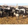 Image 4 : Tom Harrison - 625# Heifers - 70 Head (Silton, SK)