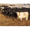 Image 5 : Tom Harrison - 625# Heifers - 70 Head (Silton, SK)
