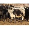 Image 7 : Tom Harrison - 625# Heifers - 70 Head (Silton, SK)