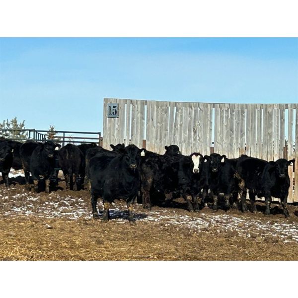 Lost River Farming - 1000# Steers - 200 Head (Allan, SK) VBP+