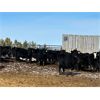 Image 2 : Lost River Farming - 1000# Steers - 200 Head (Allan, SK) VBP+