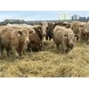 Image 1 : Stankievech Ranches - 770# Steers - 82 Head (Trochu, AB)