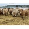 Image 2 : Stankievech Ranches - 770# Steers - 82 Head (Trochu, AB)